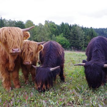 Schottische Hochlandrinder in der fränkischen Rennsteigregion