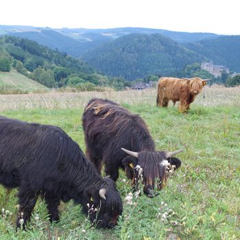 Schottische Hochlandrinder auf der Weide vor Panorama
