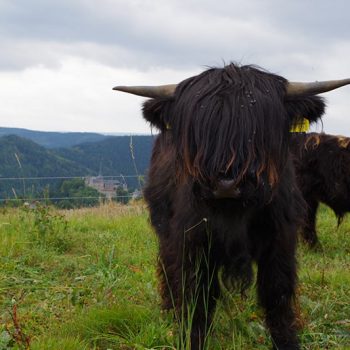 Schottisches Hochlandrind vor dem fränkischen Rennsteig Panorama