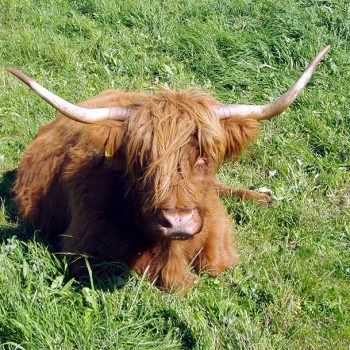 Schottisches Hochlandrind liegt in der Wiese