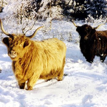 Schottische Hochlandrinder im Schnee