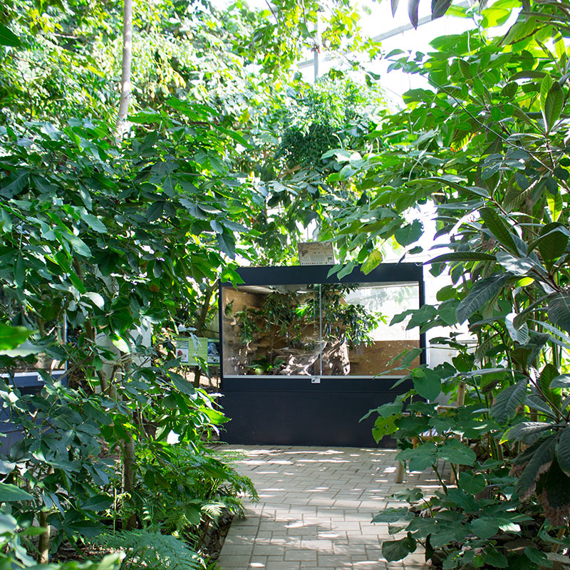 Unsere bestehende Bildungsarbeit mit tropischen Nutzpflanzen, haben wir mit einer Sonderausstellung auf 800m² im Besucherhaus erweitert